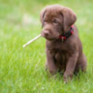 Meet your Posher, Maddisyn